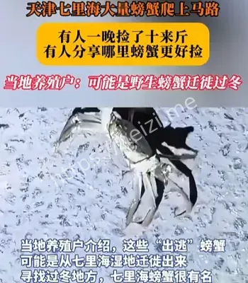 街头惊现螃蟹大军